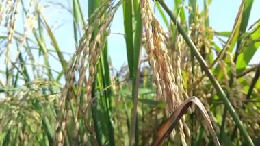 pirinç tarlaları hasat için hazır.