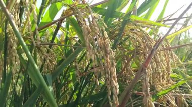 pirinç tarlaları hasat için hazır.