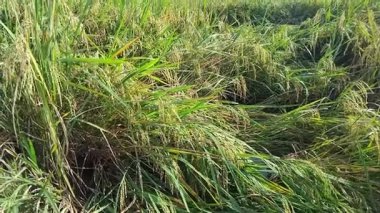 pirinç tarlaları hasat için hazır.