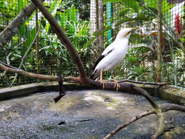 Kakatua Maluku (Cacatua Moluccensis) - Bu hayvanlar gruplar halinde yaşarlar ve gündüzleri aktiftirler. Kafasında büyük pembe bir arma vardı..