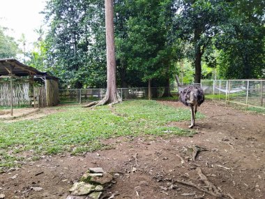 Devekuşları, yemyeşil ağaçlar ve uzun bambu bitkileriyle çevrili, geniş bir açık havada dururlar.