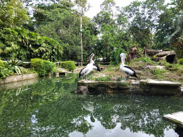 Huzurlu bir doğa sahnesinde iki pelikan durgun bir göletin kenarlarında duruyor.