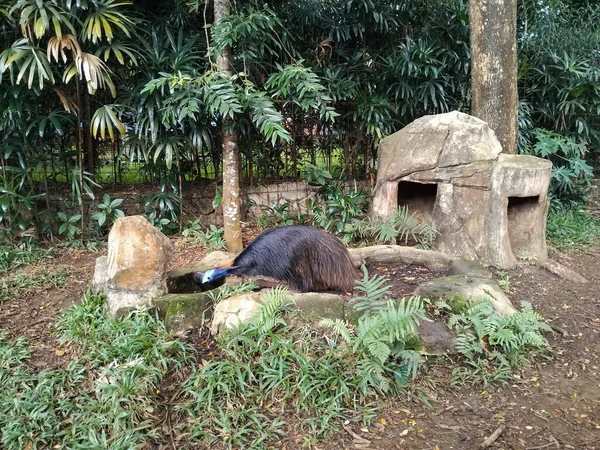 Çarpıcı bir cassowary yemyeşil tropikal bitki örtüsüyle çevrili doğal bir hayvanat bahçesinde duruyor.