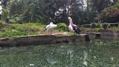 Huzurlu bir doğa sahnesinde iki pelikan durgun bir göletin kenarlarında duruyor.