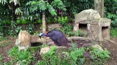 Çarpıcı bir cassowary yemyeşil tropikal bitki örtüsüyle çevrili doğal bir hayvanat bahçesinde duruyor.