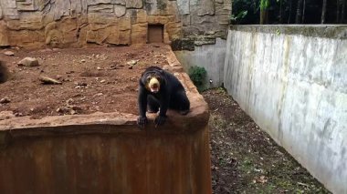 Kara Bal Hayvanat Bahçesinde faaliyet