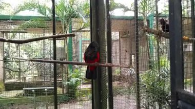 Kara Kafalı Kasturi veya Nuri (Endonezce: 