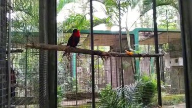 Kara Kafalı Kasturi veya Nuri (Endonezce: 