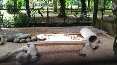 Plains viscacha ya da vizcacha, Lagostomus maximus, akşam üzeri El Palmar Ulusal Parkı, Entre Rios, Arjantin 'de yürüyüşe çıkıyor.