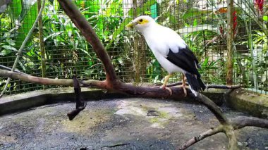 Beyaz yakalı bir sığırcık (Gracupica nigricollis) sahilde alışılmadık bir duruşla yürüyor..