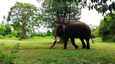 Lampung, Endonezya - 10 Kasım 2025: bir fil bakıcısıyla birlikte geçiyor