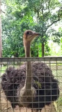 Devekuşları, yemyeşil ağaçlar ve uzun bambu bitkileriyle çevrili, geniş bir açık havada dururlar.