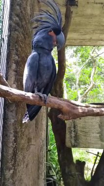 Palmiye kakadusu (Probosciger aterrimus), Avustralya 'nın Queensland kentinde bulunan Yeni Gine, Aru Adaları ve Cape York Yarımadası' na özgü büyük, dumanlı, gri veya siyah bir papağandır.