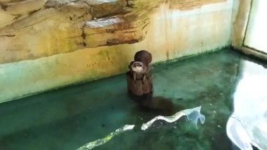 Küçük bir su samuru sığ bir havuzun ortasındaki tahta bir kütüğe tünemiştir.