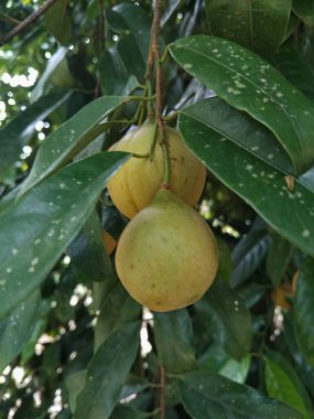 Yeşil yapraklı bir ağaç dalında asılı yuvarlak bir tropikal meyvenin yakın plan fotoğrafı, doğal bir bahçe ya da çiftlik ortamında çekilmiş.