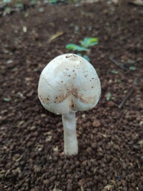 Açık bir orman ortamında topraktan doğal olarak büyüyen tek bir beyaz mantarın yakın plan fotoğrafı.