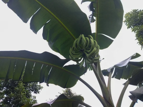 Tropik bir çiftlikteki muz ağacında yetişen olgunlaşmamış yeşil muzların yakın plan görüntüsü.