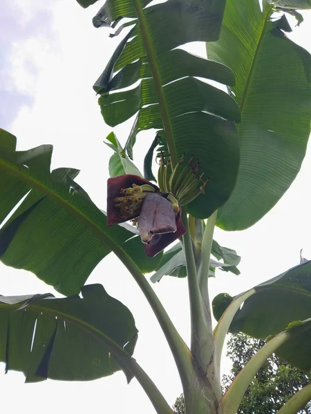 Tropik bir çiftlikteki muz ağacında yetişen olgunlaşmamış yeşil muzların yakın plan görüntüsü.