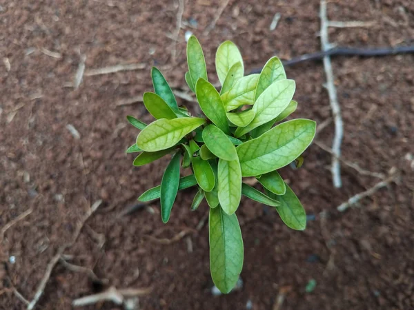 Verimli topraktan büyüyen genç bir yeşil bitkinin tepeden aşağı bakışı