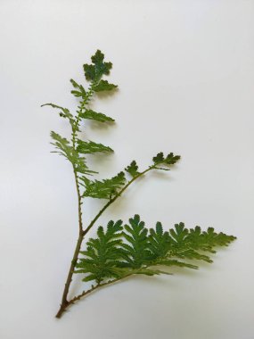 Temiz beyaz bir arkaplana yerleştirilmiş yeşil eğreltiotu benzeri bir yaprağın yakın plan görüntüsü