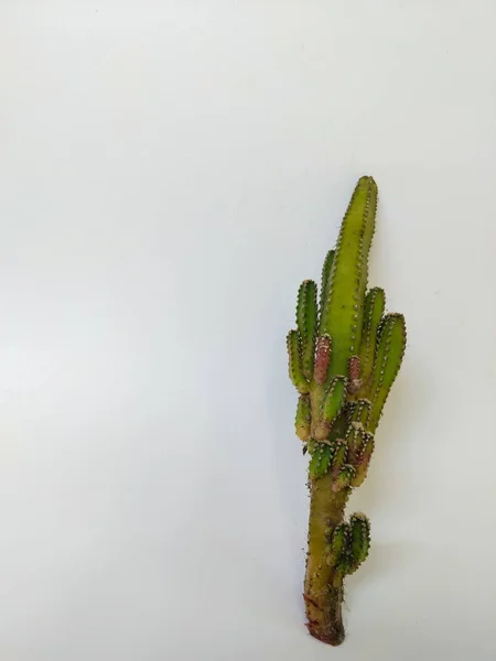 Temiz beyaz arka plana yerleştirilmiş küçük yeşil bir kaktüsün yakın plan görüntüsü.