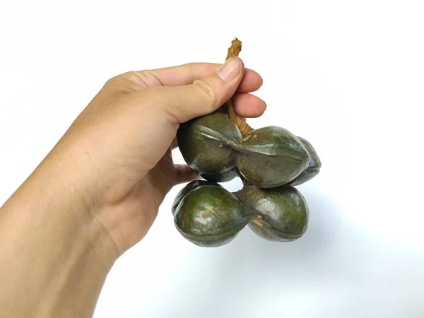 Ahşap gövdesiyle bir grup ham jengkol (köpek meyvesi) tutan bir elin yakın plan görüntüsü, temiz beyaz bir arkaplan üzerine kurulmuş