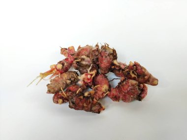 Temiz beyaz arka plana yerleştirilmiş taze toplanmış kırmızı galangal köklerinin yakın plan görüntüsü.