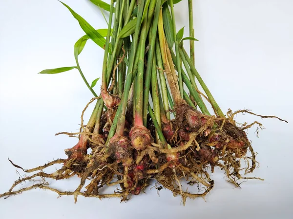 Kökleri, sapları ve kafiyeleri sağlam olan taze toplanmış kırmızı galangal bitkilerinin yakın plan çekimi..