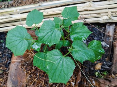 Taze, desenli yaprakları olan genç bir yeşil bitki besin açısından zengin topraklarda yetişir ve hala küçük su damlacıklarıyla kaplıdır.