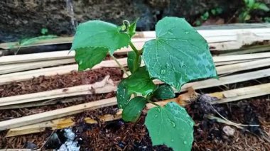 Taze, desenli yaprakları olan genç bir yeşil bitki besin açısından zengin topraklarda yetişir ve hala küçük su damlacıklarıyla kaplıdır.