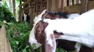 Genç bir keçi, ahşap bir hayvan ağılında taze yeşil yapraklarla besleniyor.