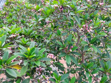 Bereketli bir tropikal frangipani (plumeria) ağacının yakından görüntüsü canlı yeşil yapraklar ve çiçek açmış narin pembe ve beyaz çiçekler