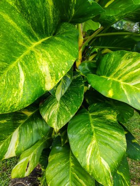 Canlı yeşil ve sarı desenli yemyeşil tropikal yaprakların yakın çekim görüntüsü