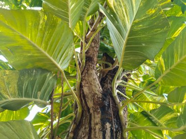 Canlı yeşil ve sarı desenli yemyeşil tropikal yaprakların yakın çekim görüntüsü