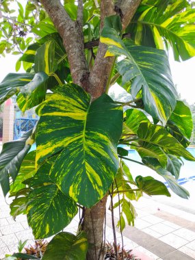 Canlı yeşil ve sarı desenli yemyeşil tropikal yaprakların yakın çekim görüntüsü