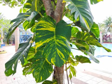 Canlı yeşil ve sarı desenli yemyeşil tropikal yaprakların yakın çekim görüntüsü