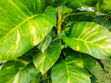 Canlı yeşil ve sarı desenli yemyeşil tropikal yaprakların yakın çekim görüntüsü