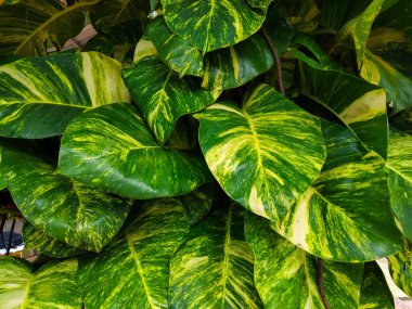 Canlı yeşil ve sarı desenli yemyeşil tropikal yaprakların yakın çekim görüntüsü