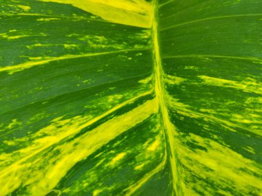 Canlı yeşil ve sarı desenli yemyeşil tropikal yaprakların yakın çekim görüntüsü