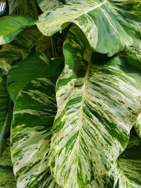 Doğal mermer desenli geniş yeşil yapraklı, yemyeşil tropikal yaprakların yakın görüntüsü