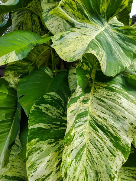 Doğal mermer desenli geniş yeşil yapraklı, yemyeşil tropikal yaprakların yakın görüntüsü