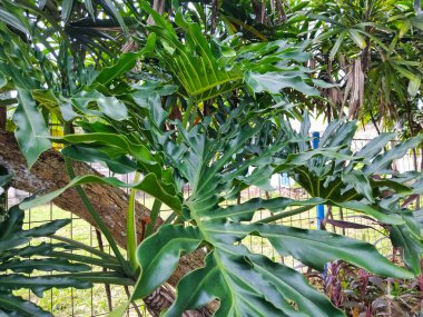 Derin yeşil renkli ve çarpıcı doğal yarıklara sahip büyük bir tropikal yaprağın detaylı bir yakın çekimi.