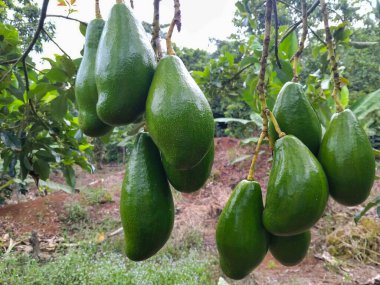 Tropik bir bahçedeki ağaç dalından sarkan taze yeşil avokadolar.
