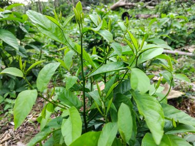 Taze yeşil yapraklar ve orman bahçesinde doğal olarak büyüyen tropikal bir çalılığın taze filizleri.