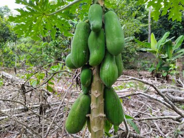 Olgunlaşmamış yeşil papayalar tropik bir bahçede papaya ağacında kümeler halinde yetişiyor.