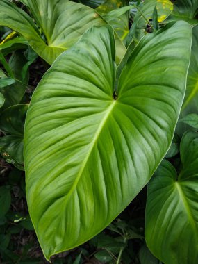 Zengin yeşil tonlara sahip büyük tropikal yapraklar yemyeşil bir orman ortamında doğal olarak büyür.