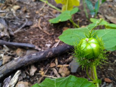 Dikenli frenlerle çevrili küçük yeşil bir meyve, orman zemininde doğal olarak büyüyor.