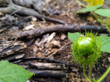 Dikenli frenlerle çevrili küçük yeşil bir meyve, orman zemininde doğal olarak büyüyor.