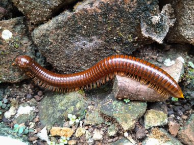 Kahverengi bir kırkayağın rutubetli kayaların ve toprağın üzerinde yavaşça süründüğü yakın plan görüntüsü.