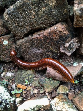 Kahverengi bir kırkayağın rutubetli kayaların ve toprağın üzerinde yavaşça süründüğü yakın plan görüntüsü.